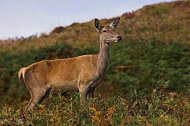 《黑神话：悟空》离职策划再回应：能力有限 辜负期待