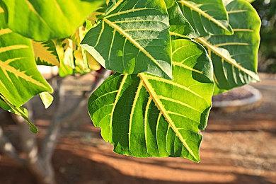 国产竞速游戏《全速以赴》先行预告 以天津为原型